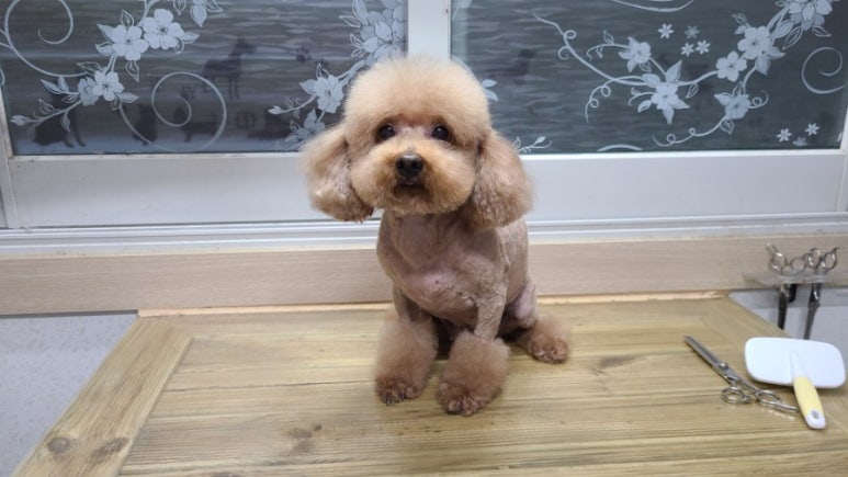 몽이냥이 이미지