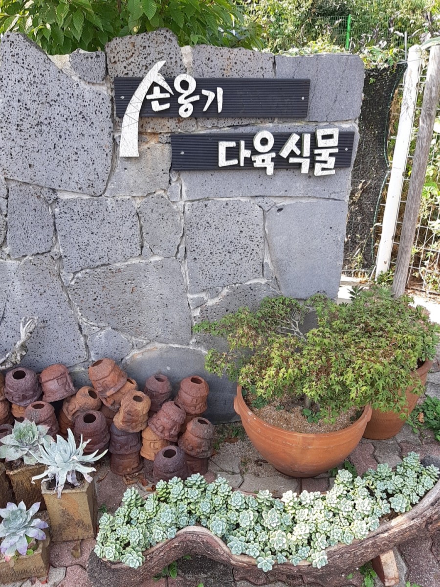 다육식물손옹기 이미지