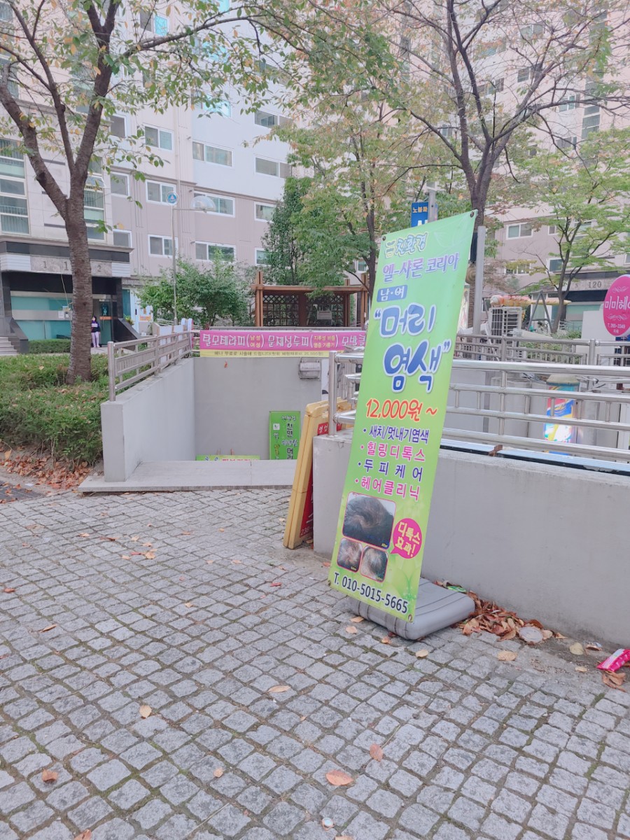 프리지아103 이미지