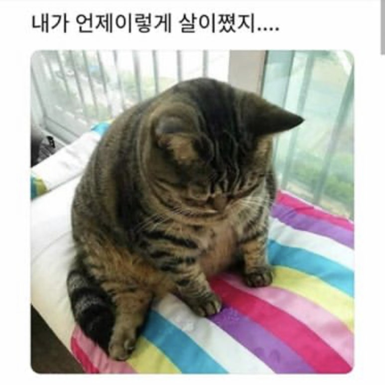 진네이션 이미지