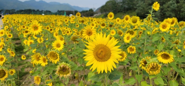 산외면사무소 이미지