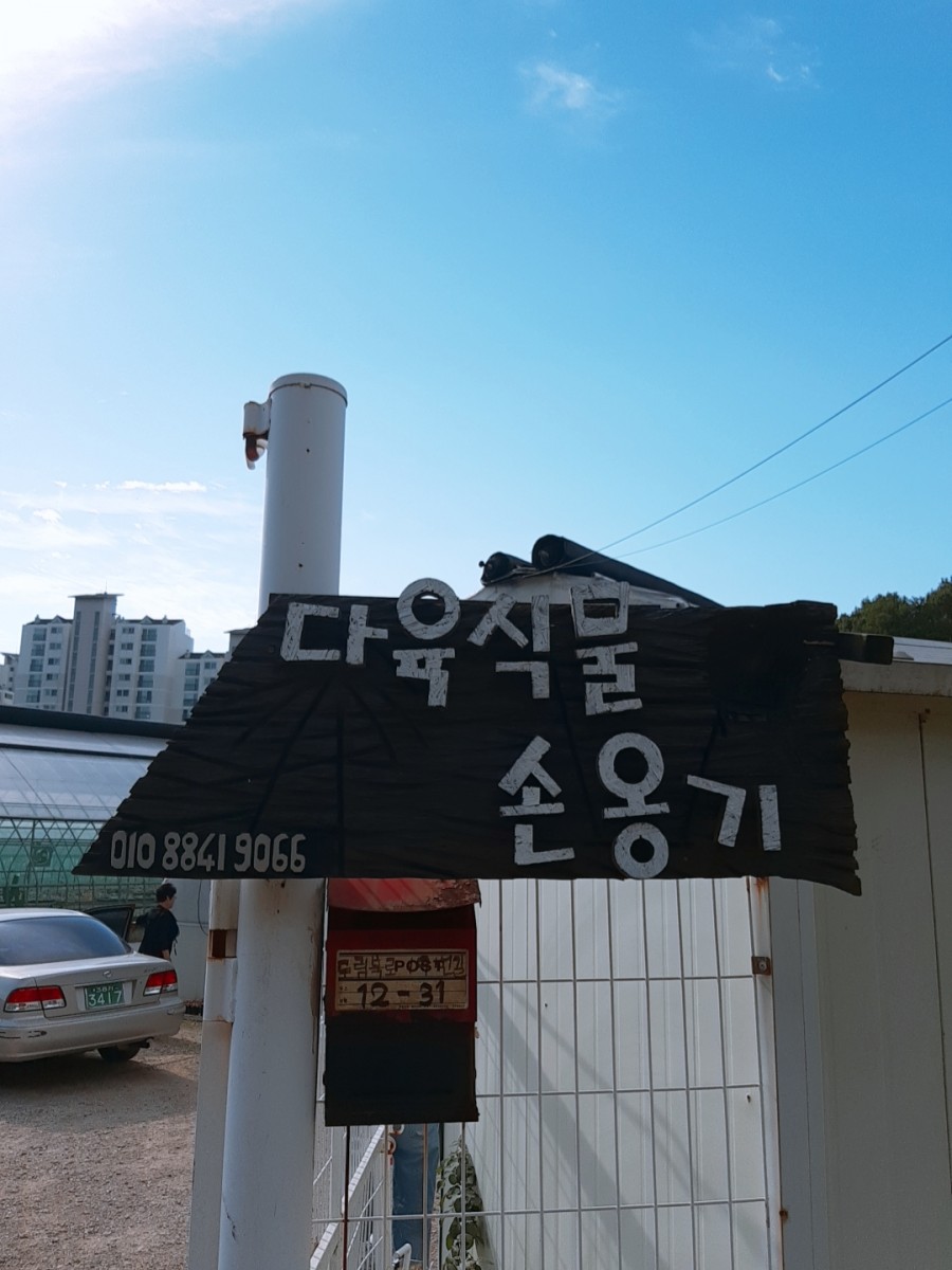 다육식물손옹기 이미지