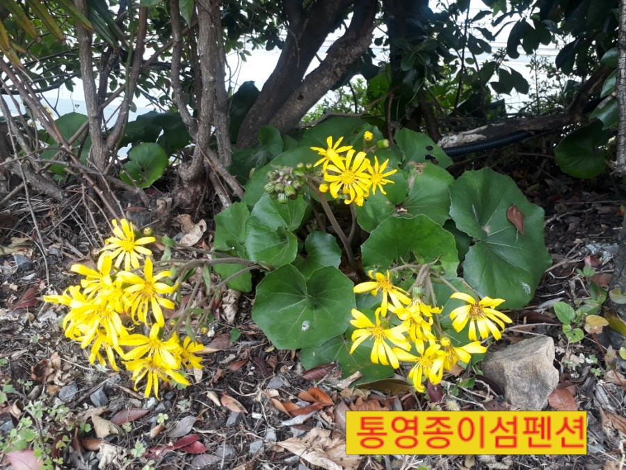 종이섬펜션 이미지