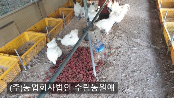 백봉오골계법인 이미지