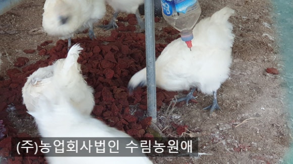 백봉오골계법인 이미지