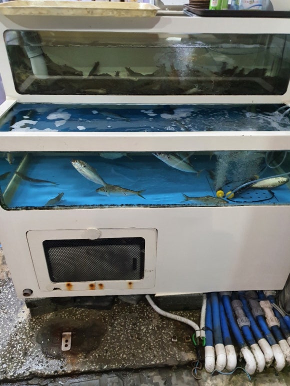 산오징어전어 이미지