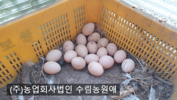 백봉오골계법인 이미지