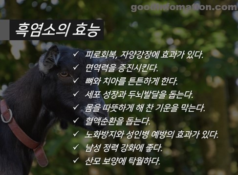 송백흑염소 이미지