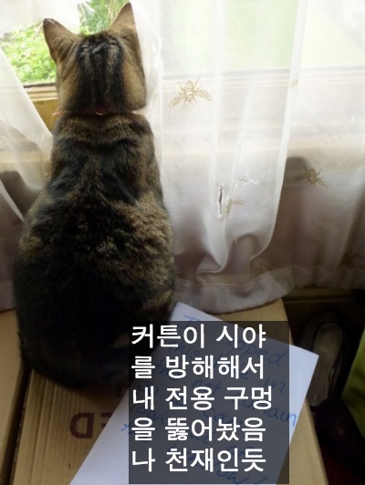지니핀 이미지