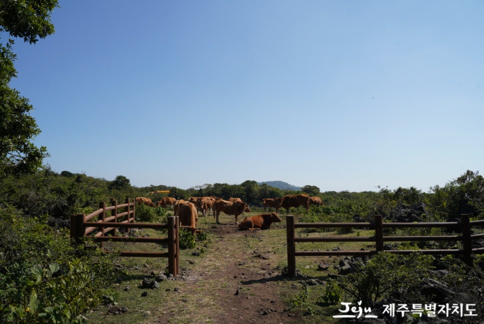 고요한숲 이미지