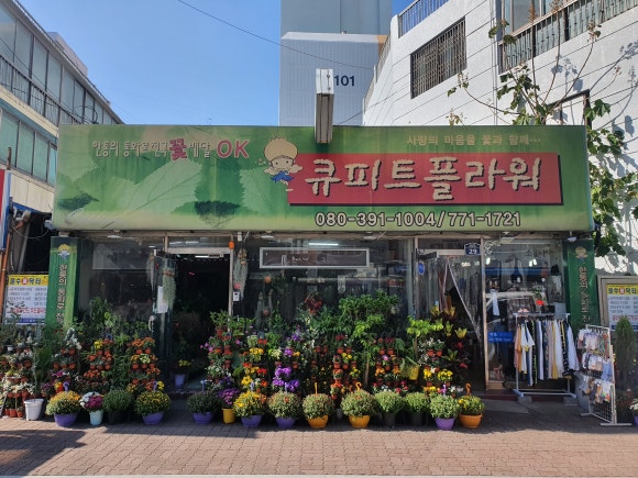 큐피트플라워 이미지