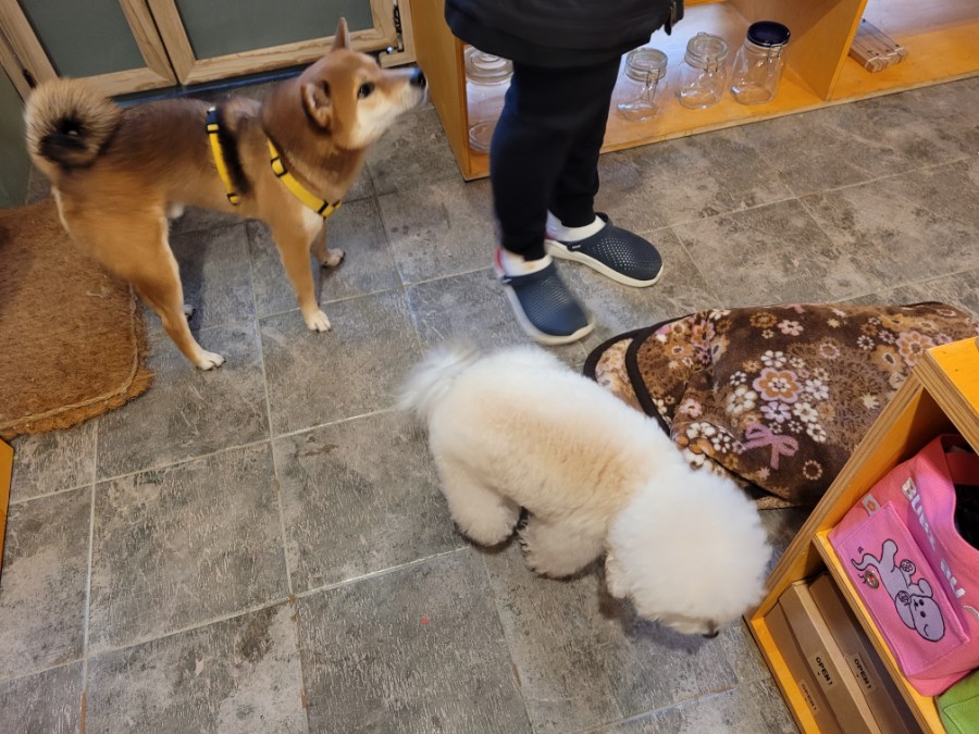 모도리상점 이미지