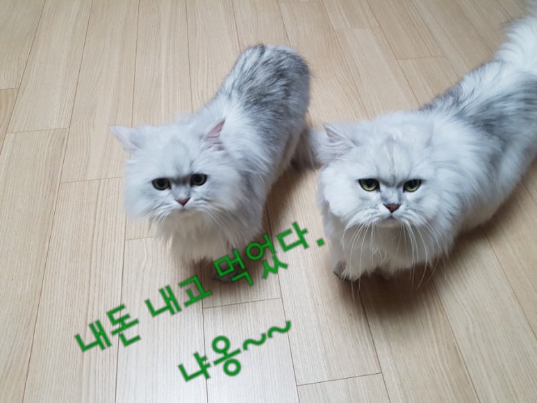 예가참치 이미지