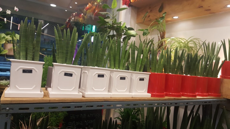 호산나플라워 이미지