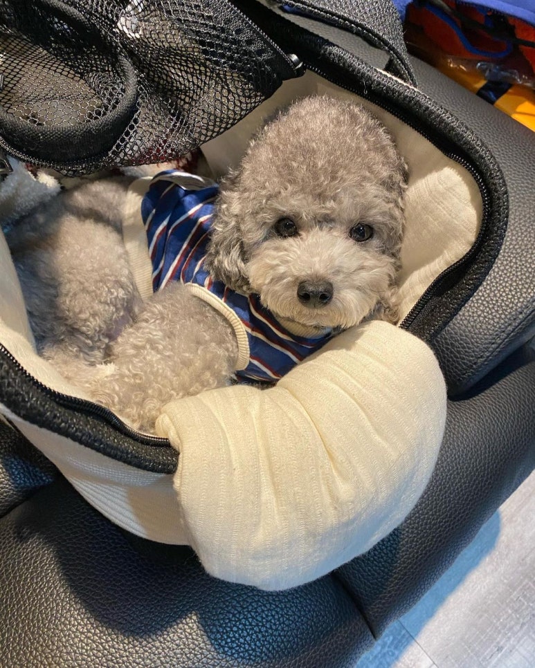 젤스타 이미지