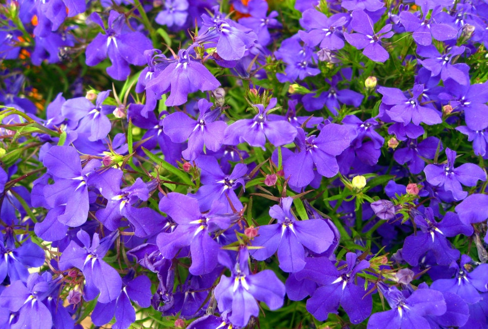 로벨리아(lobelia) 이미지