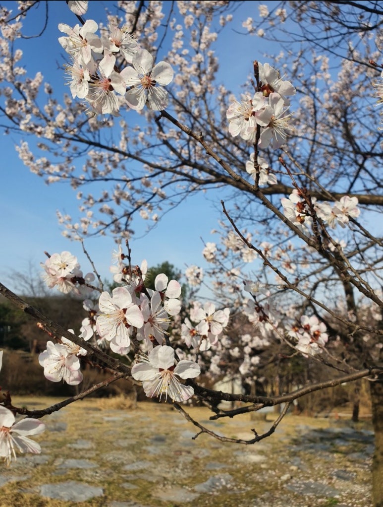 블랑비케이크 이미지