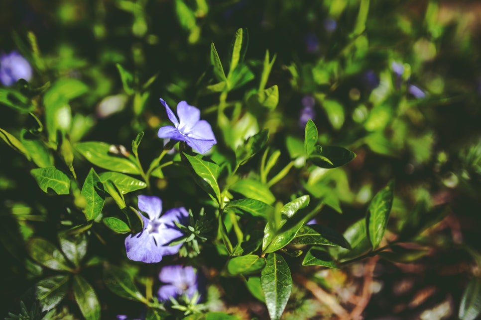 로벨리아(lobelia) 이미지