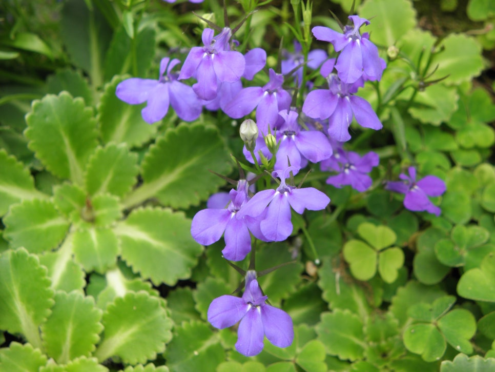 로벨리아(lobelia) 이미지