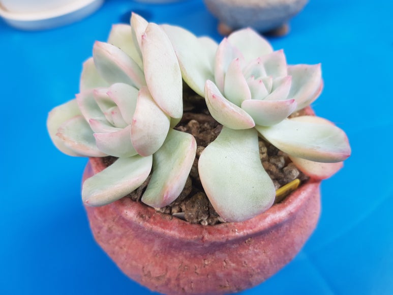 아마빌레 이미지