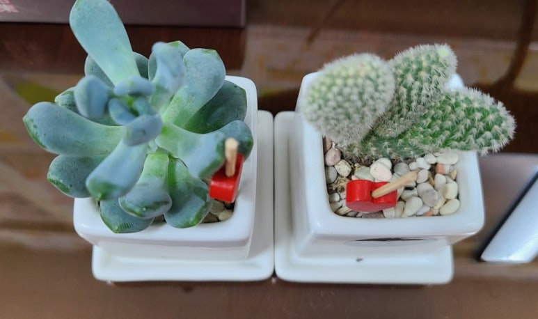 플레르유주 이미지