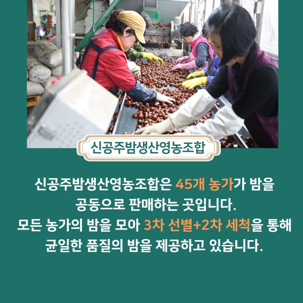 신공주밤생산영농조합 이미지