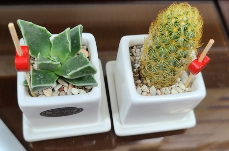 플레르유주 이미지