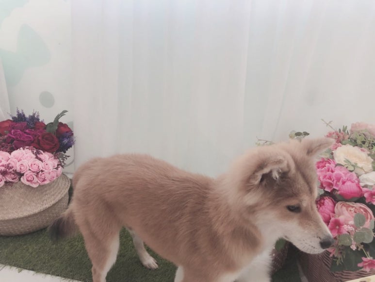 초원샵 이미지