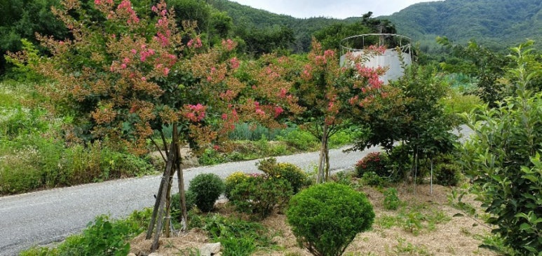 경산에조경농원 이미지