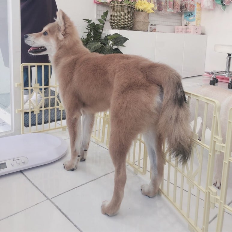 초원샵 이미지