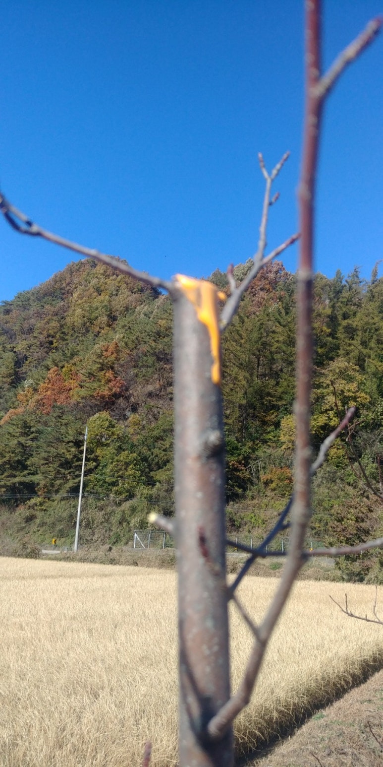 신림조경 이미지