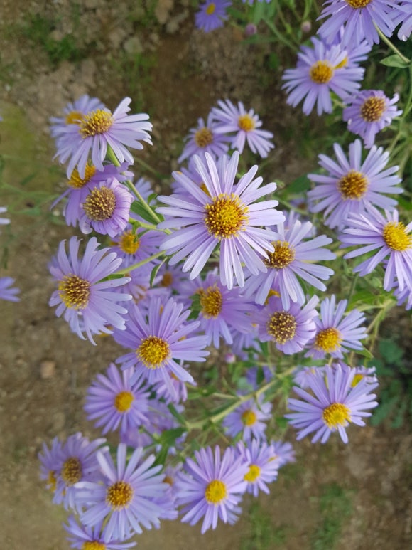 청파농원 이미지