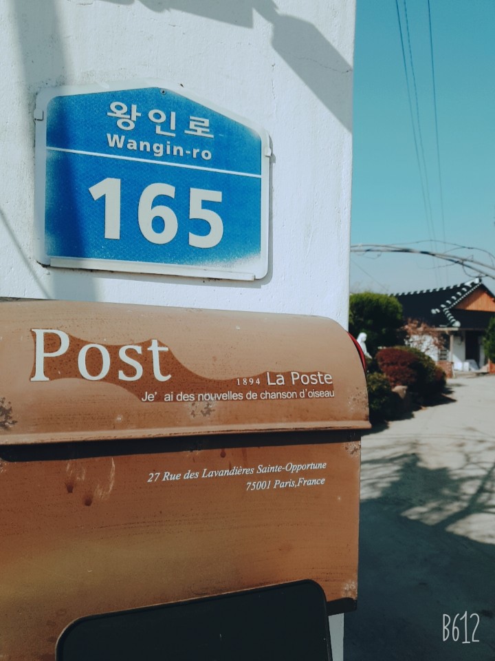왕벚165 이미지