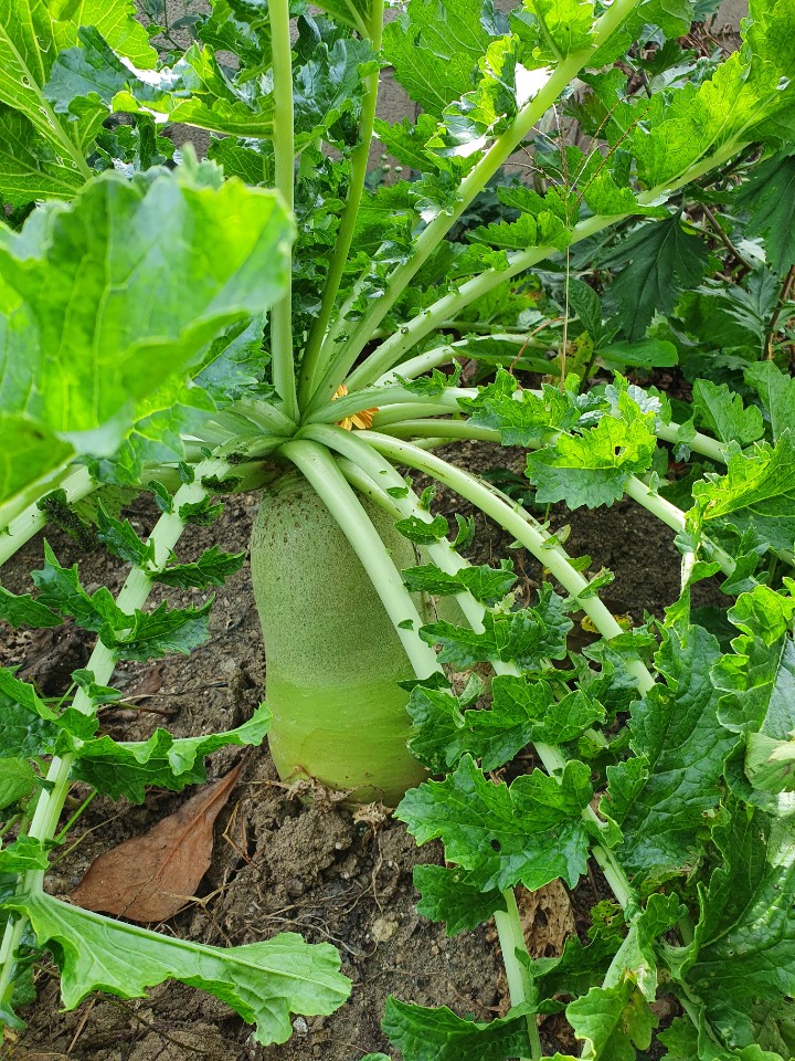 바카스 이미지