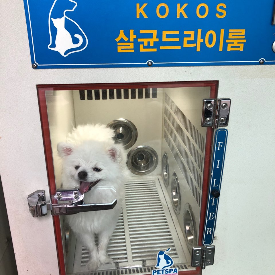 도그밀리 이미지