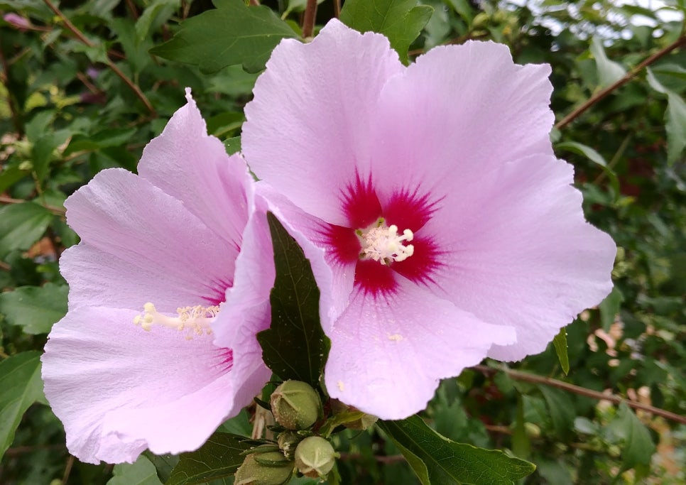삼부산림 이미지