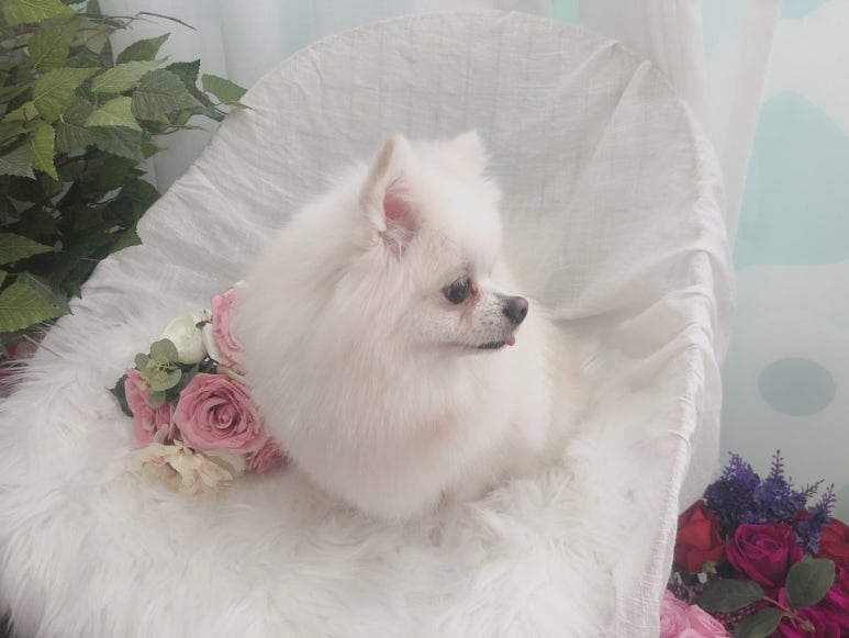 초원샵 이미지