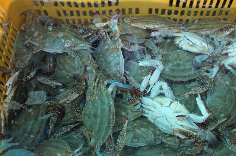 연평도수산 이미지