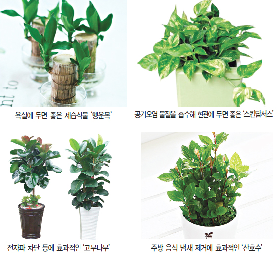 금호화원 이미지