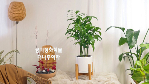 세이저온 이미지