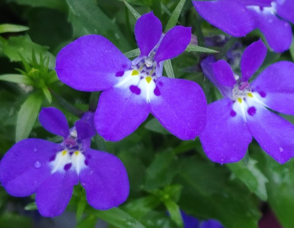 로벨리아(lobelia) 이미지