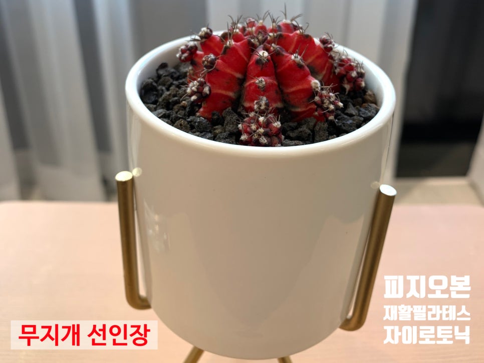 오케이선인장 이미지