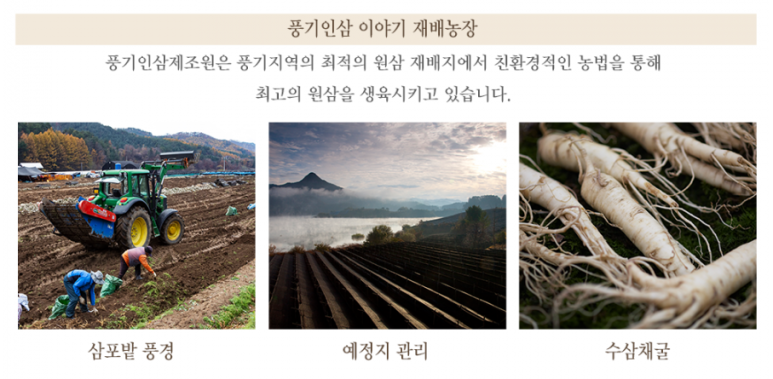 풍기인삼제조원 이미지