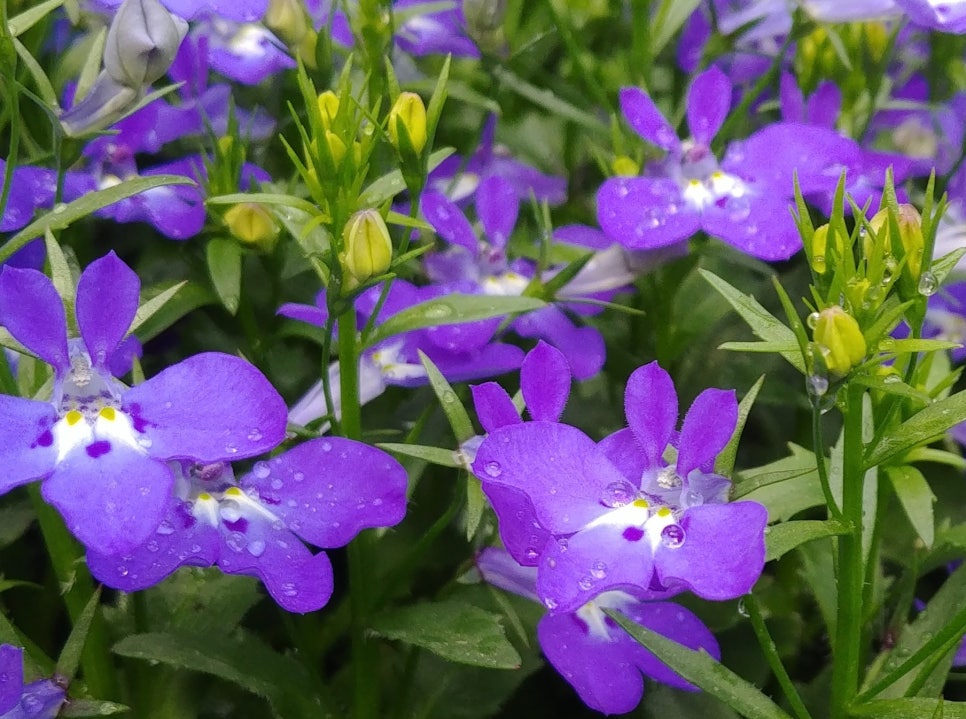 로벨리아(lobelia) 이미지