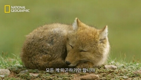 오뎅정종 이미지