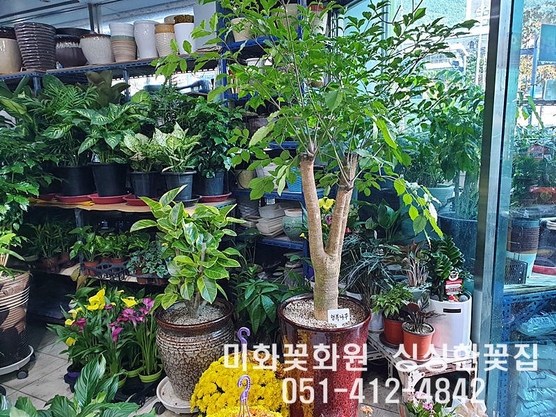 미화화원 이미지