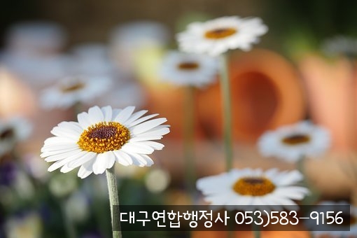 행정사김덕수 이미지