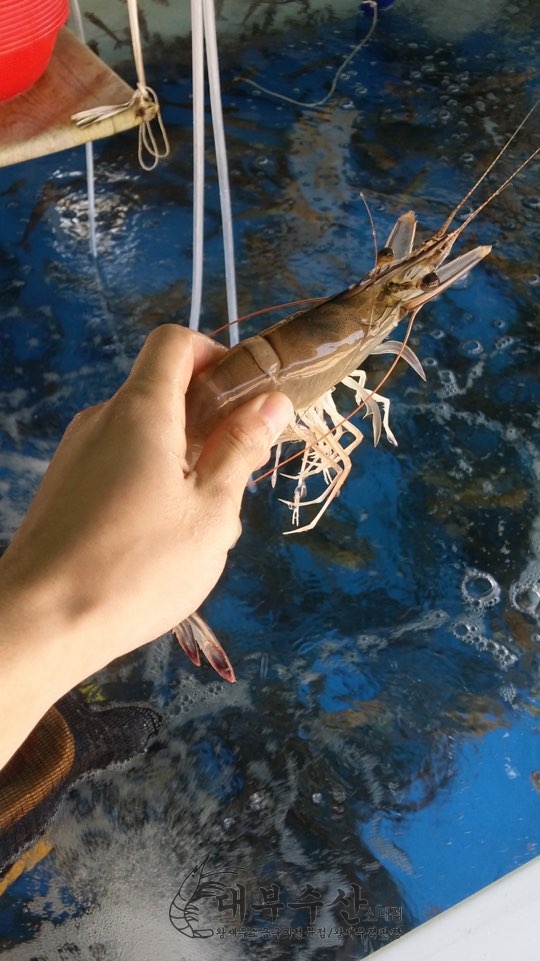 마구잡이수산 이미지