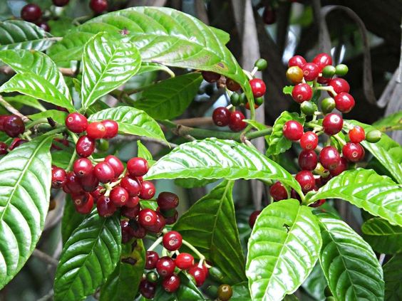 산토스커피(SANTOS COFFEE) 이미지