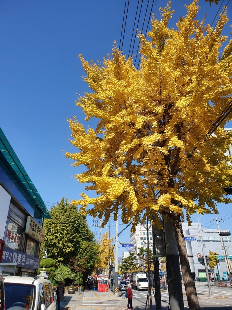만해보리굴비 이미지